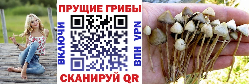 Галлюциногенные грибы Psilocybine cubensis как найти закладки mega онион Юхнов